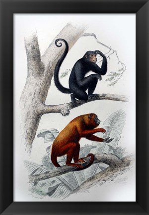 Framed Pair of Monkeys VIII Print