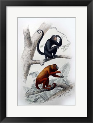 Framed Pair of Monkeys VIII Print