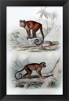 Framed Pair of Monkeys IX Print