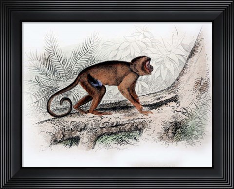 Framed Monkey X Print
