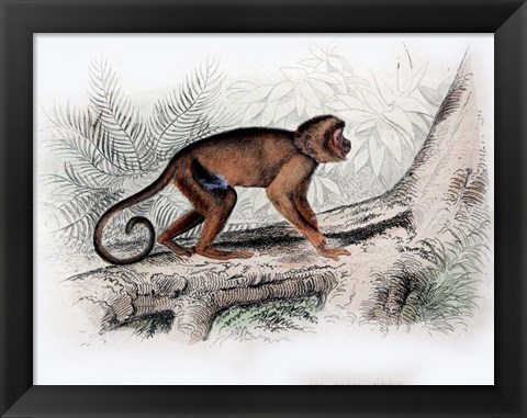 Framed Monkey X Print