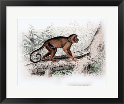 Framed Monkey X Print