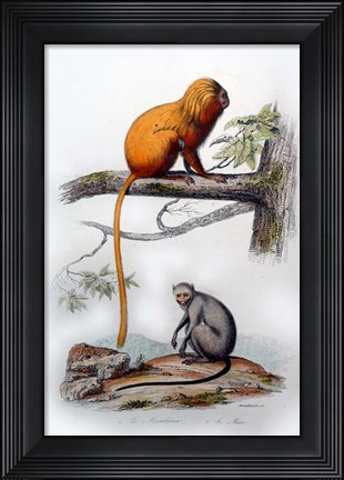 Framed Pair of Monkeys X Print
