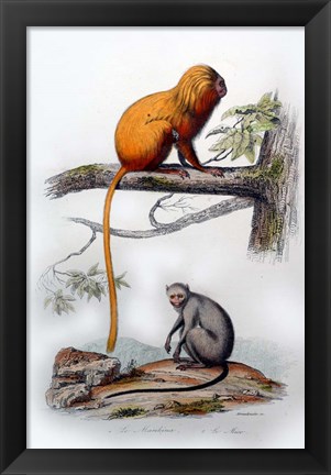 Framed Pair of Monkeys X Print