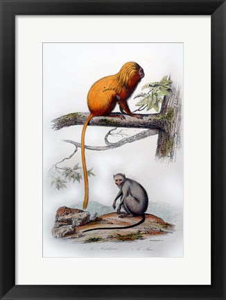 Framed Pair of Monkeys X Print