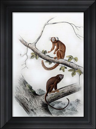 Framed Pair of Monkeys XI Print