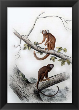 Framed Pair of Monkeys XI Print