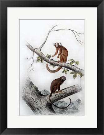 Framed Pair of Monkeys XI Print