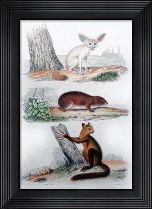 Framed Three Mammals II Print