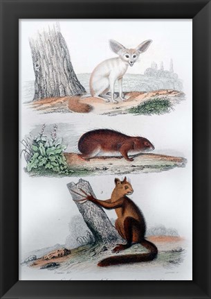 Framed Three Mammals II Print