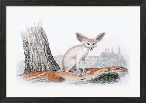 Framed Mammal VI Print