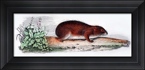 Framed Mammal VII Print