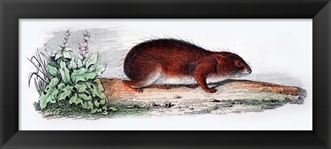 Framed Mammal VII Print