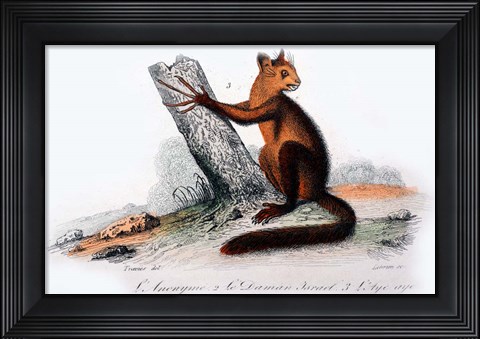Framed Mammal VIII Print