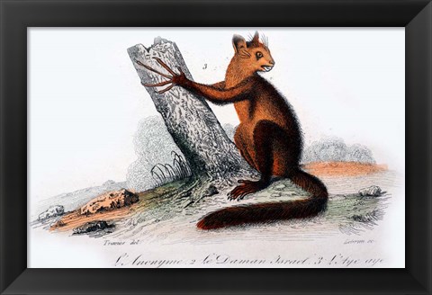Framed Mammal VIII Print