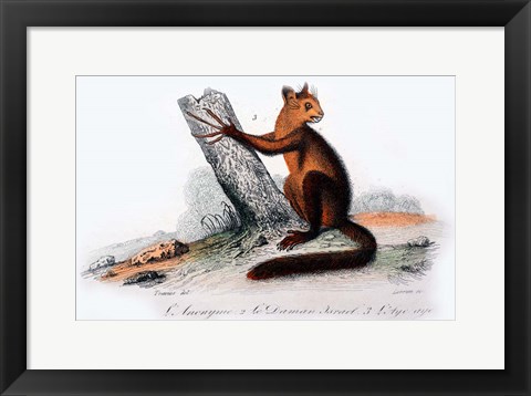 Framed Mammal VIII Print