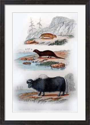 Framed Three Mammals III Print