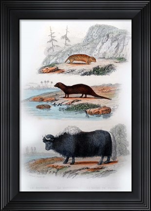 Framed Three Mammals III Print