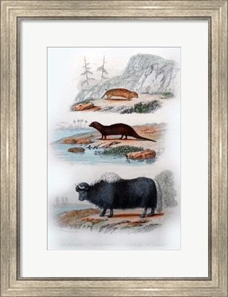 Framed Three Mammals III Print