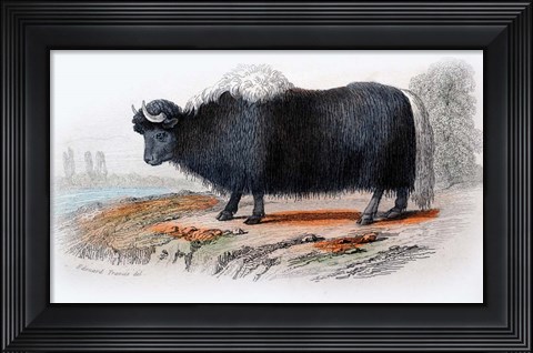 Framed Mammal IX Print