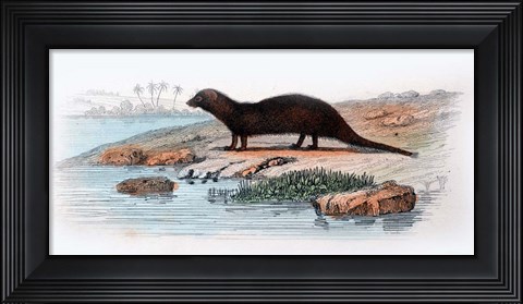 Framed Mammal X Print