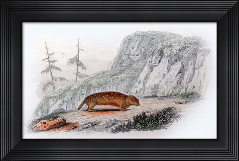 Framed Mammal XI Print