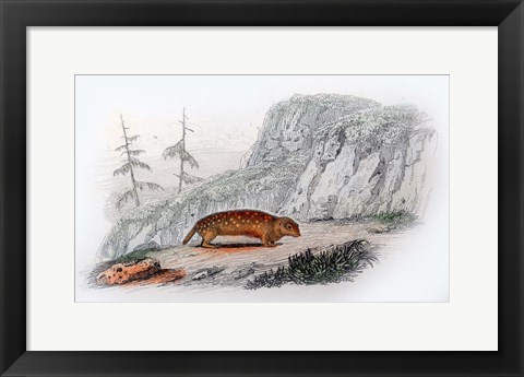 Framed Mammal XI Print