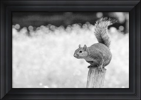 Framed Squirrel Print