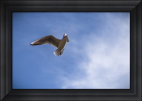 Framed Freedom Print