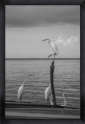 Framed Garzas-1 Print
