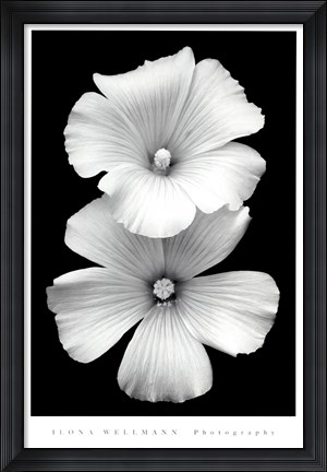 Framed Perfect White Print