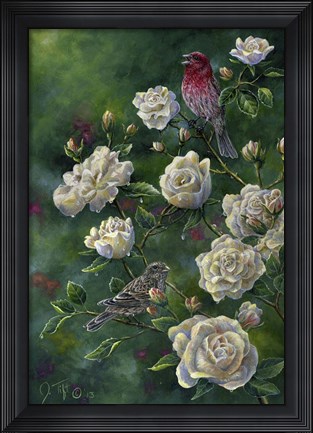 Framed Purple Finch Print