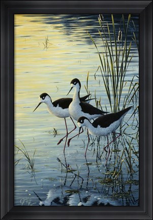 Framed Elegant Trio - Blacknecked Stilts Print