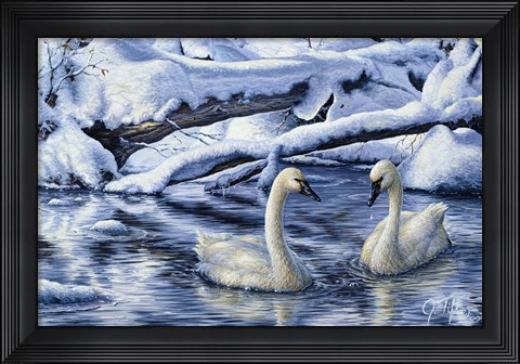 Framed Tundra Swans Print
