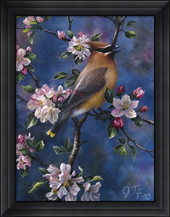 Framed Cedar Waxwing Print
