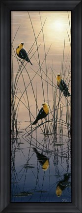 Framed Morning Call - Yellow Headed Blackbirds Print