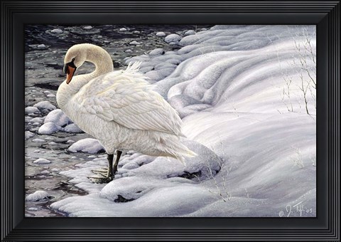 Framed Edge Of Light - Mute Swan Print