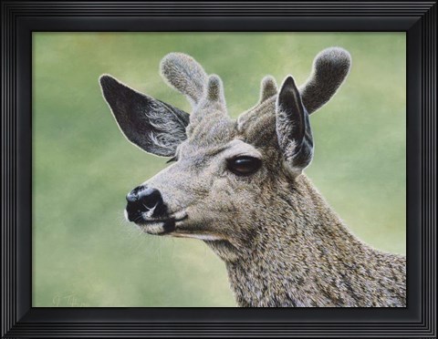 Framed Mule Deer In Velvet Print