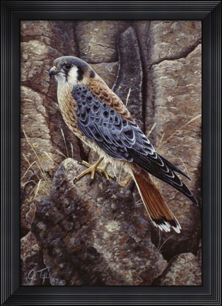 Framed Blue Hawk Print