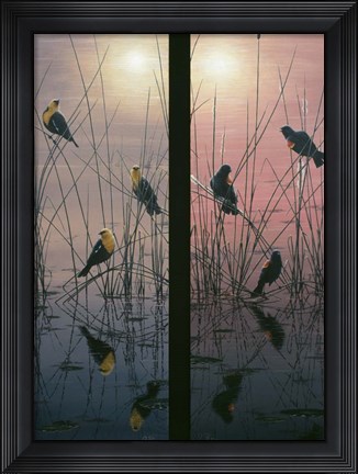 Framed Red Winged &amp; Yellow Headed Blackbirds Print