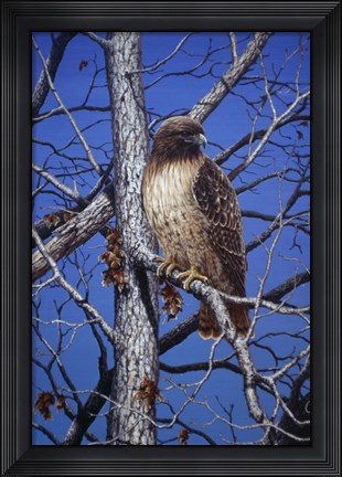 Framed Red Tailed Hawk Print
