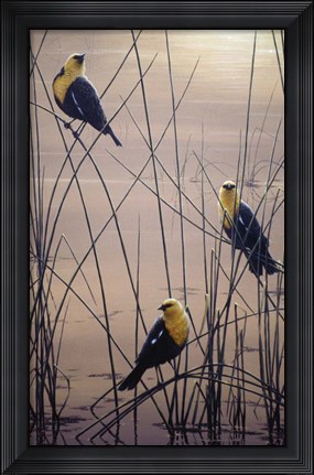Framed Yellow Headed B Birds Print