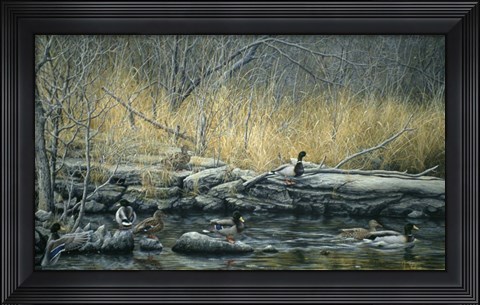 Framed Early Morning Mallards Print