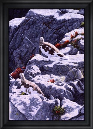 Framed White-Tailed Ptarmigan Print