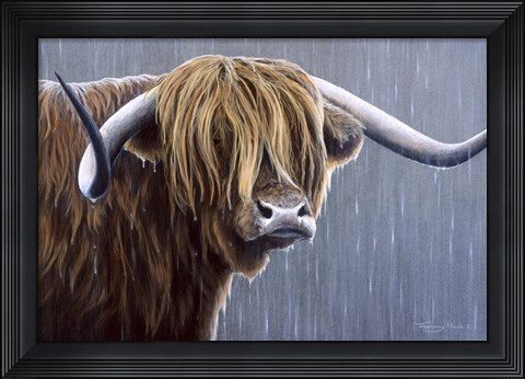 Framed Highland Bull Rainy Day Print