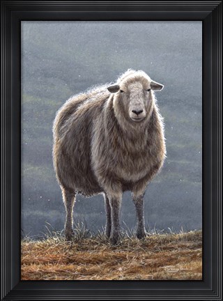 Framed Herdwick Sheep Print