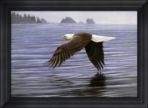 Framed Low Flight Bald Eagle Print