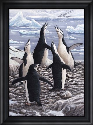 Framed Chorus Chinstrap Penguins Print