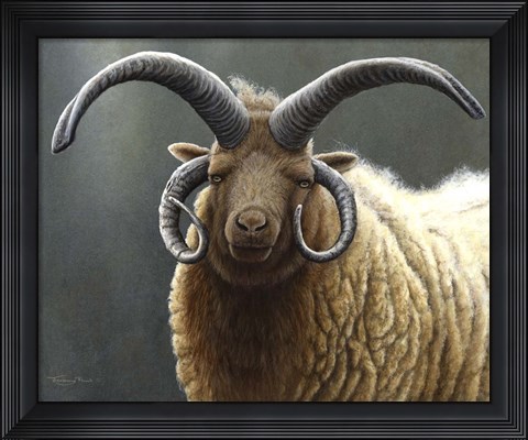 Framed Loaghtan Ram Print
