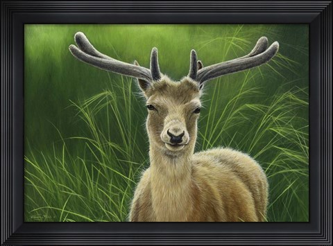 Framed Fallow Buck In Velvet Print